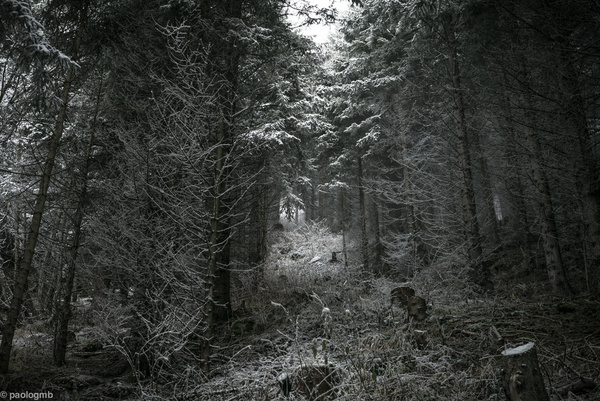 cold forest