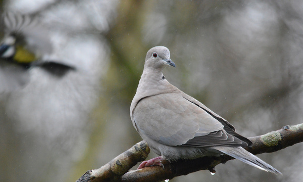 collard dove in the rain