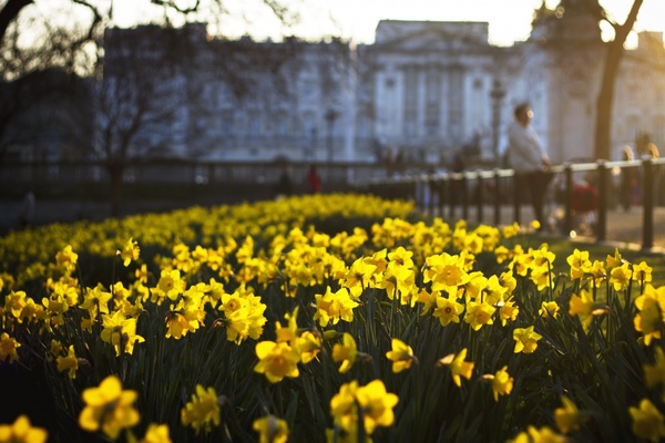 color daffodil field flora flower garden grass