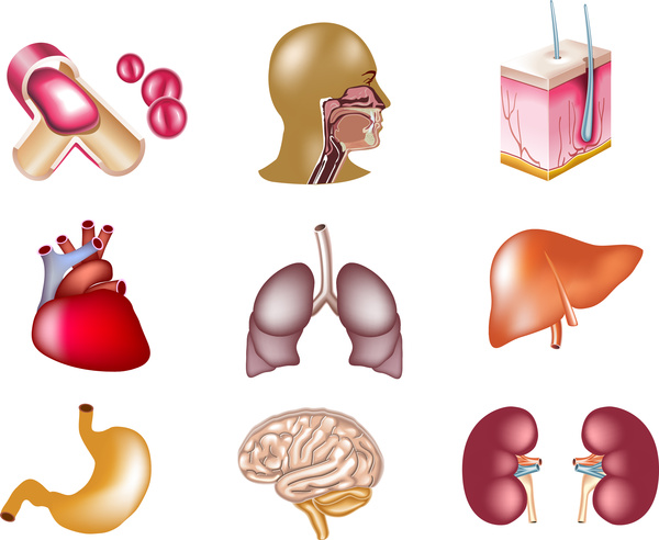 colored icon sets of internal organs