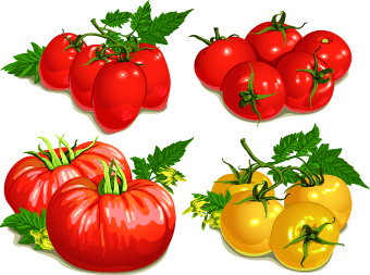colored tomato vector