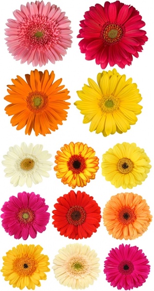 colorful daisies hd picture