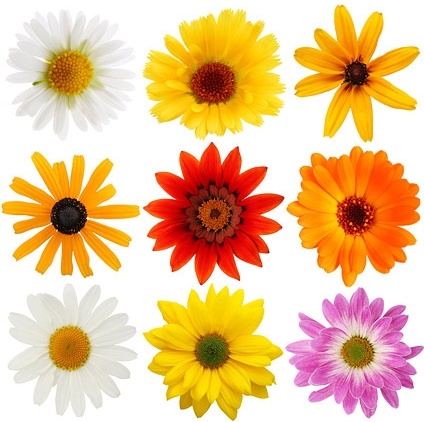 colorful daisies stock photo 