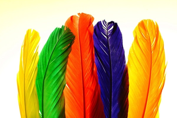 colorful feathers hd picture 1 