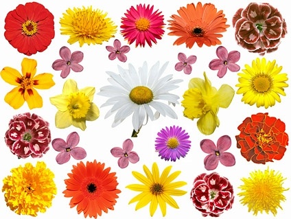 colorful flowers picture
