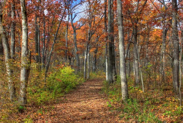 colorful hiking path through the woods in blue mound state park wisconsin 