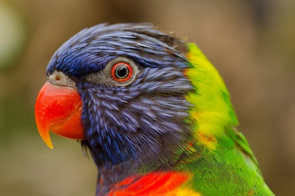 colorful lori bird