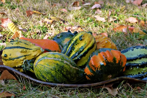 colorful pumpkins fall