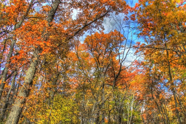 colorful treetops in blue mound state park wisconsin 