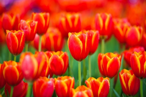 colorful tulips 04 hd pictures