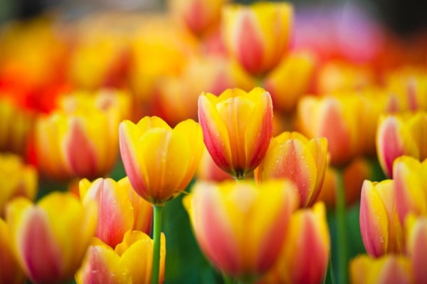 colorful tulips 05 hd pictures 