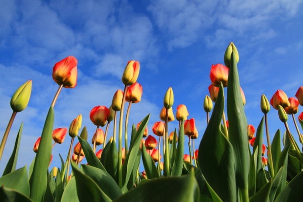 colorful tulips and blue sky