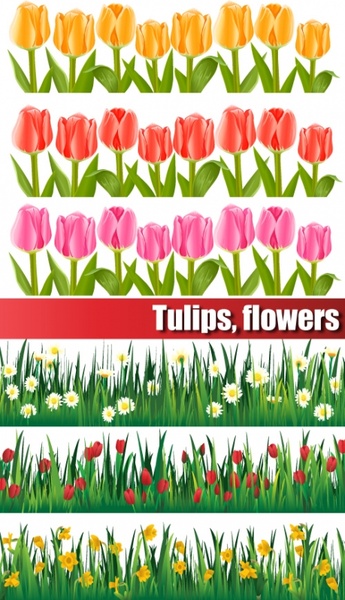 colorful tulips vector