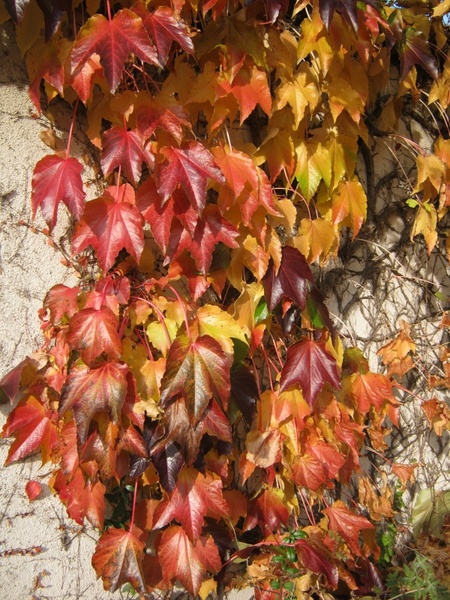 colorful vine autumn