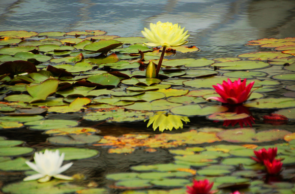 colorful water lillies 