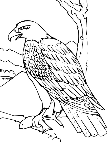 Coloring Book Bald Eagle clip art Free vector in Open office drawing ...