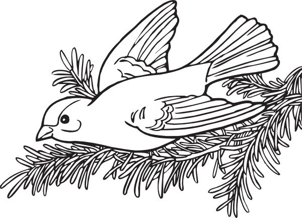 Coloring Book Willow Goldfinch clip art