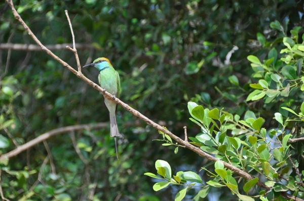 colors green bird