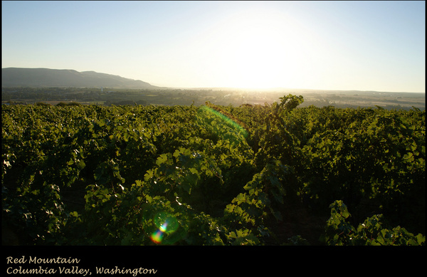 columbia valley vineyard 