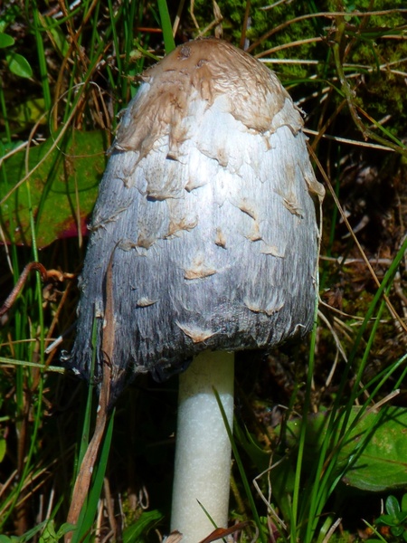 comatus mushroom shine