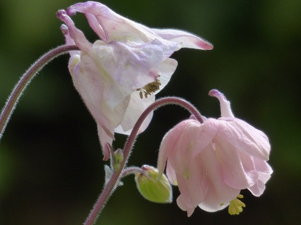 common akelei flower pink