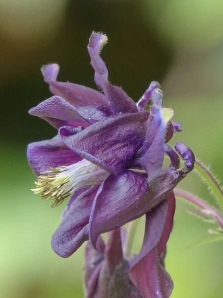 common akelei flower purple 