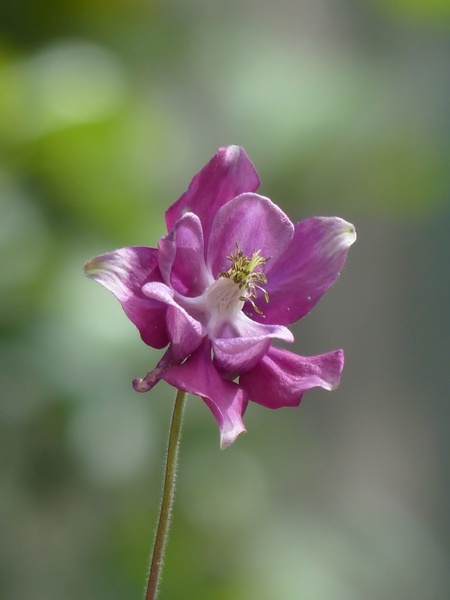 common akelei flower purple