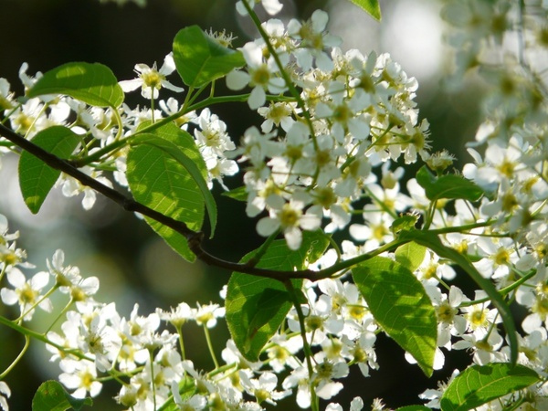 common bird cherry black cherry tree