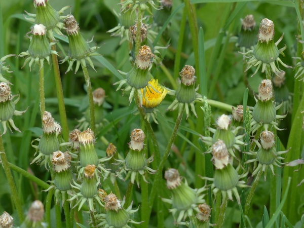 common dandelion pointed flower inflorescence