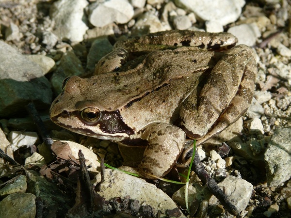 common frog frog amphibian