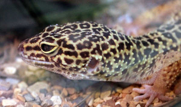 common leopard gecko 
