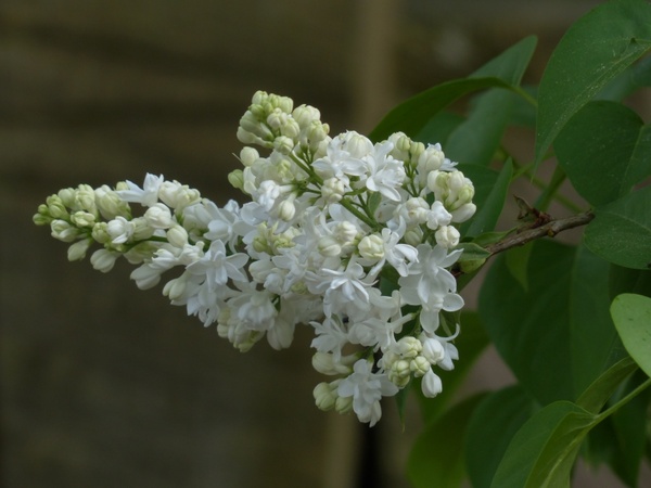 common lilac flowers white