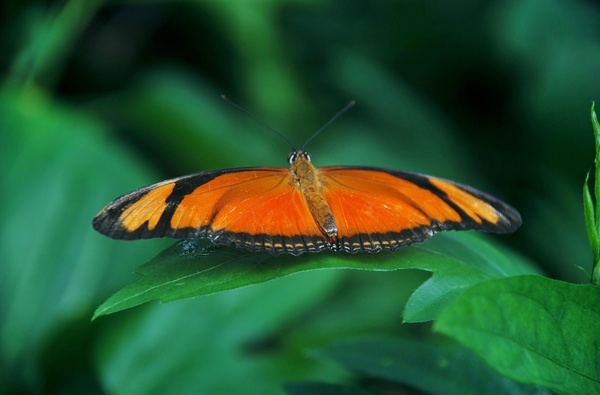 common orange butterfly