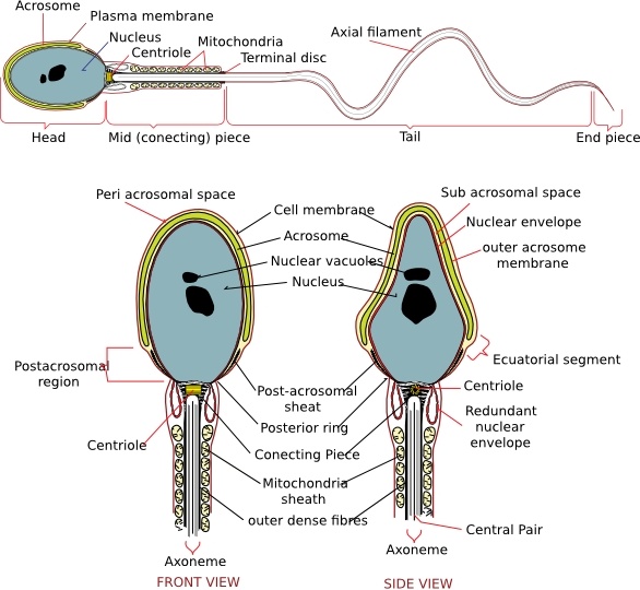 Complete Diagram Of A Human Spermatozoa clip art