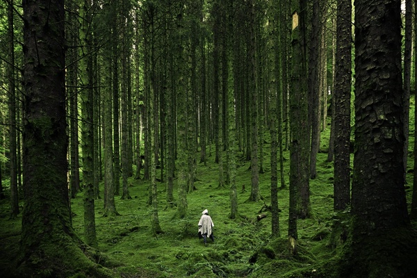 conifer cypress daytime ecosystem evergreen forest