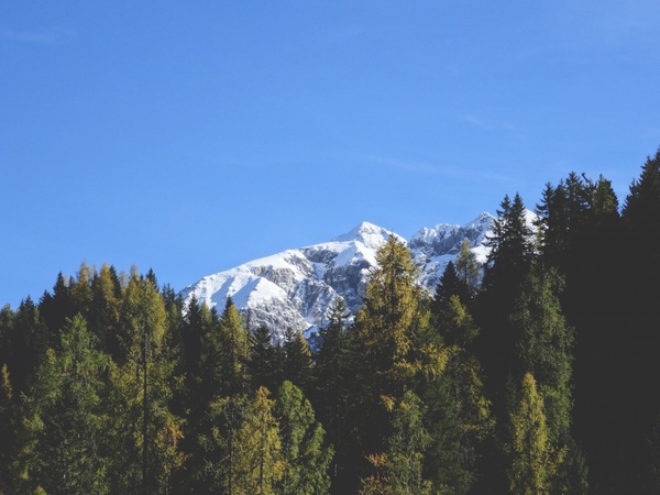 conifer daytime environment forest hill landscape