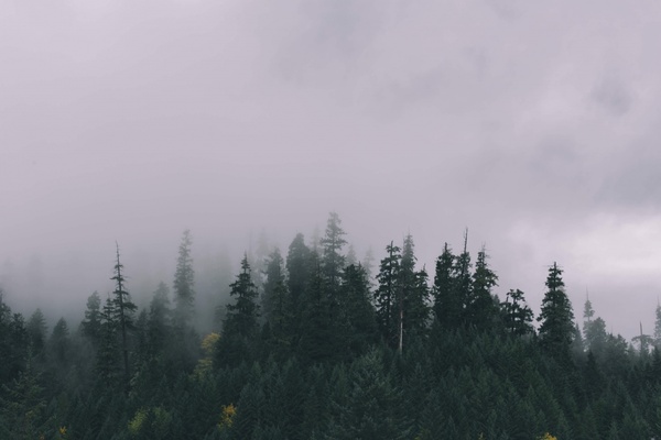 evergreen fog