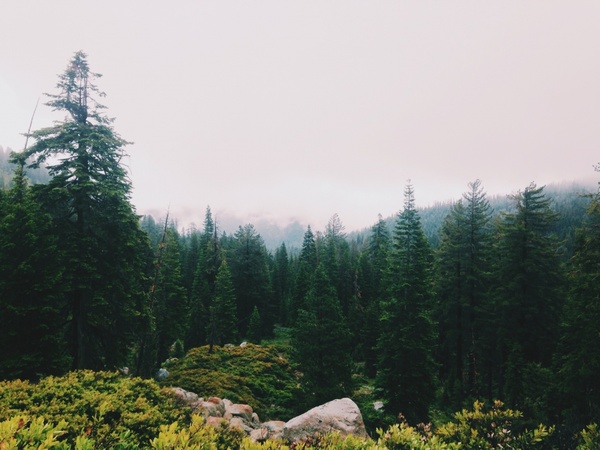conifer evergreen fog forest hiking landscape mist