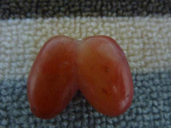 conjoined twin grapes 
