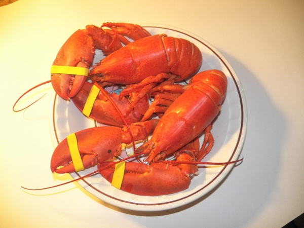 cooked maine lobster