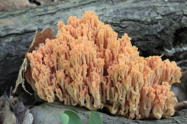 coral flava fungi