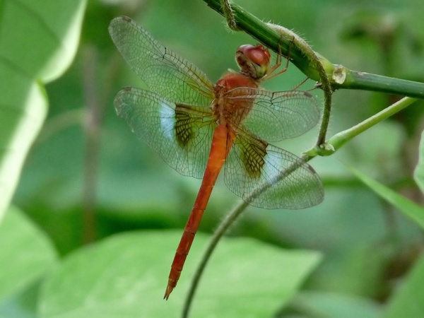 coral-tailed cloudwing dragonfly insect