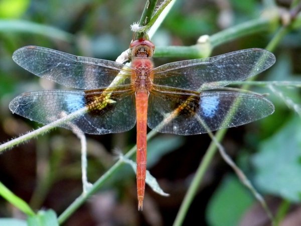 coral-tailed cloudwing dragonfly insect