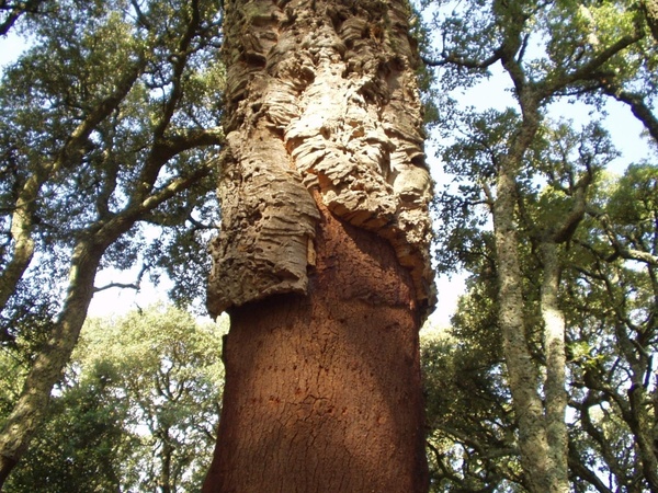 cork bark tree