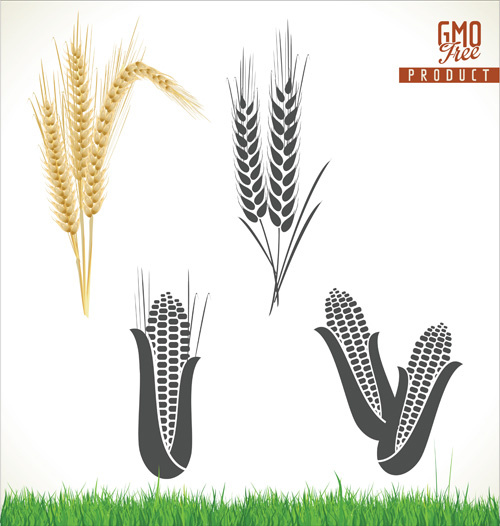 corn and wheat vector