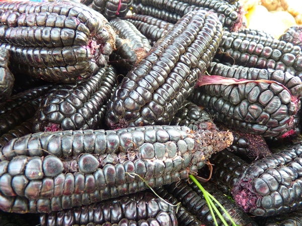 corn black maize food