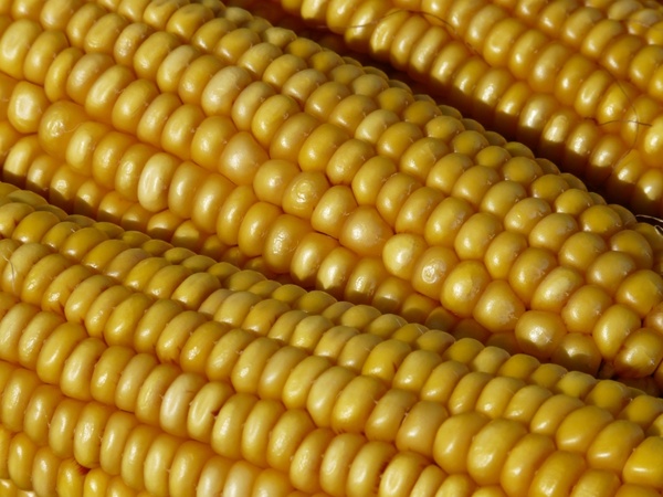 corn corn on the cob corn kernels