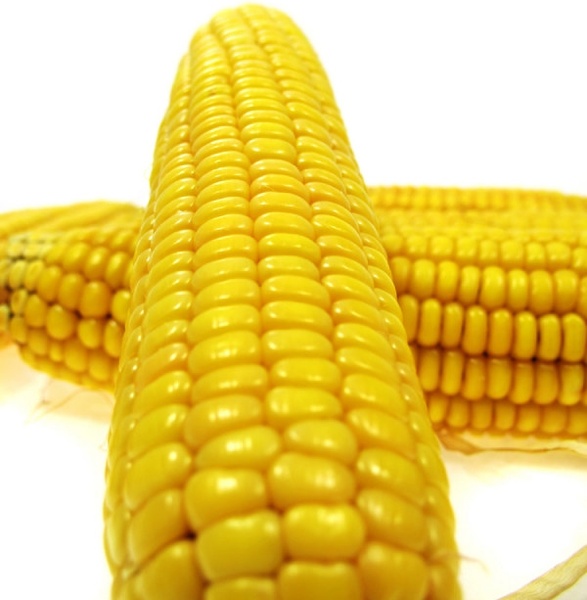 corn definition picture