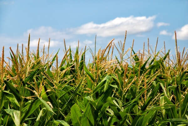 corn field arable