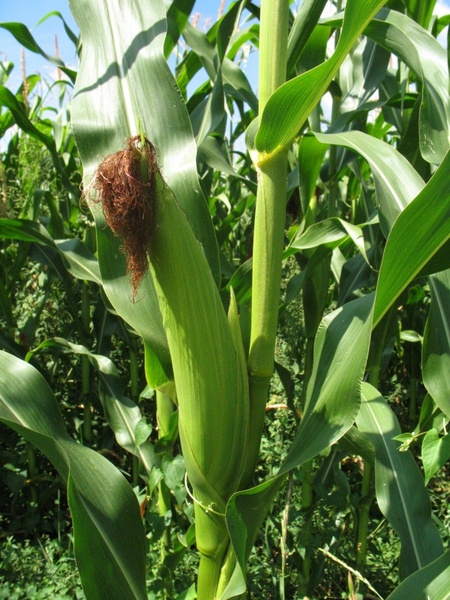 corn maize field